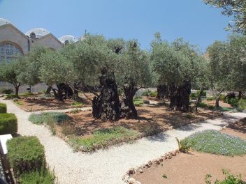 Huerto de Getsemani (3)