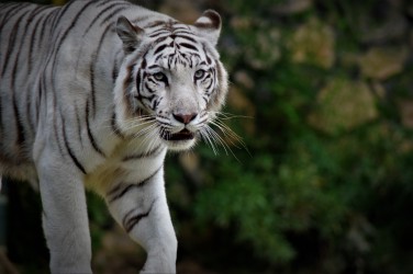 Tigre Blanco