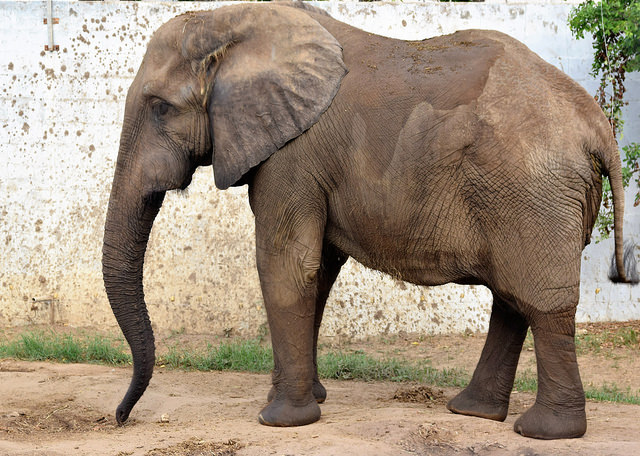Elefante Zoo Bquilla